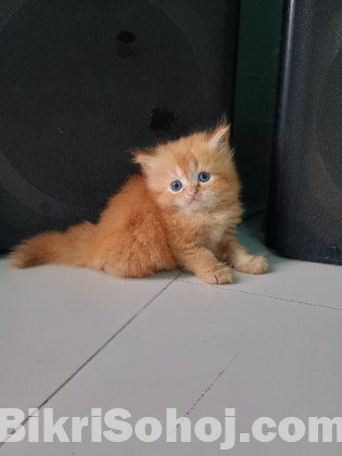 Persian Kitten
